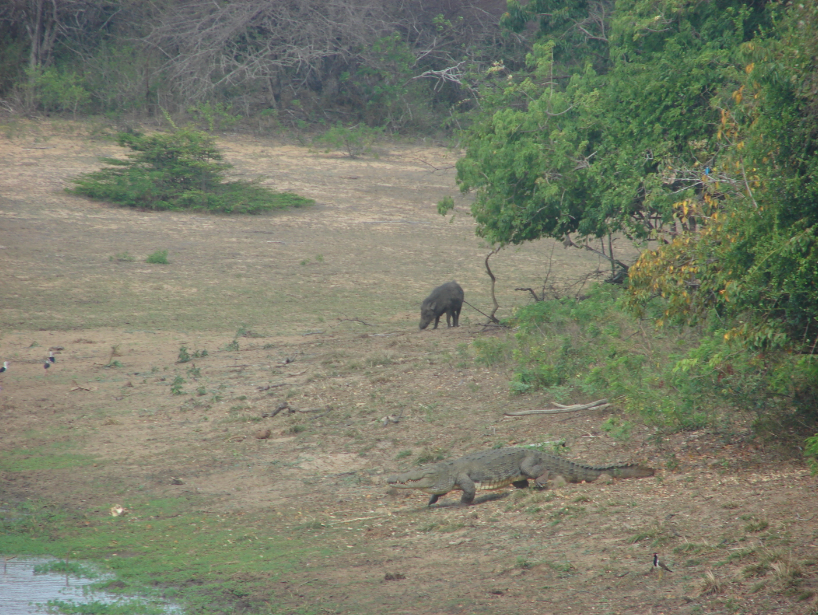 யால தேசிய வனம் | Yala National Park